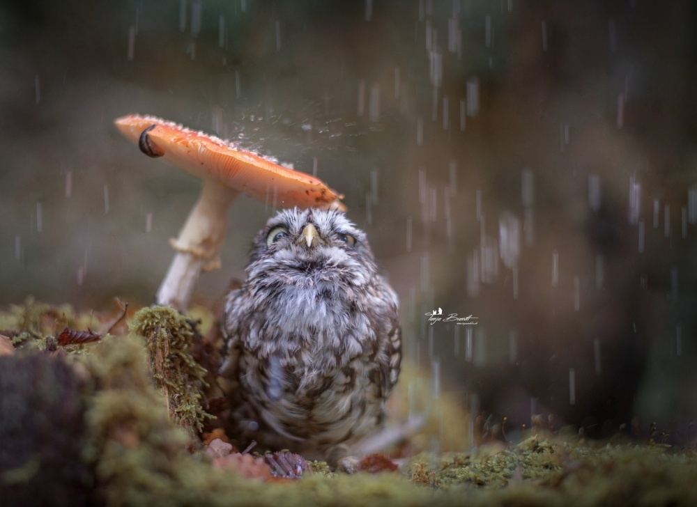 owl_rain_mushroom.jpg