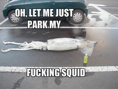 squid.png