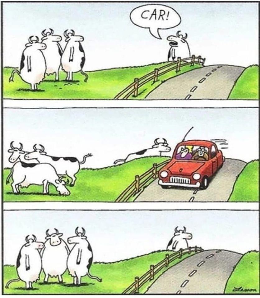 cows_car.jpg