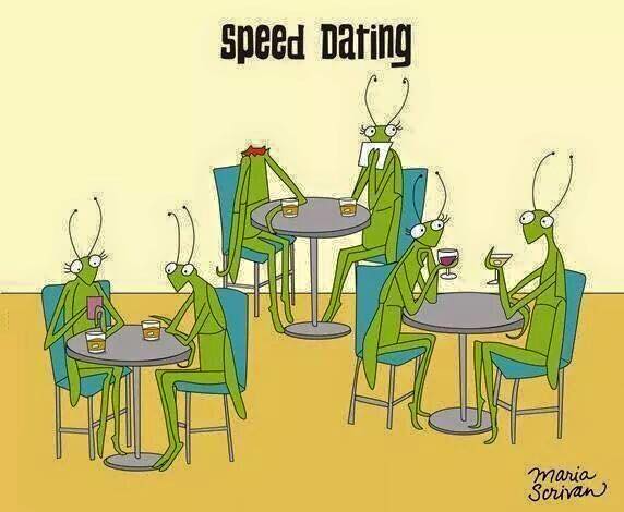 mantis_speed_dating.jpg