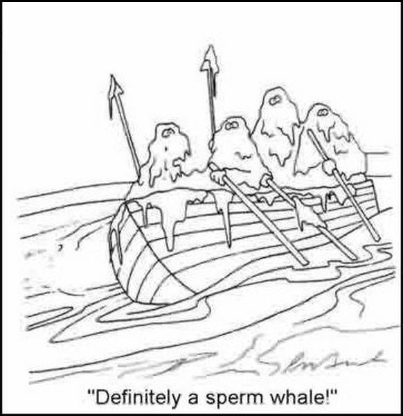 sperm_whale.jpg