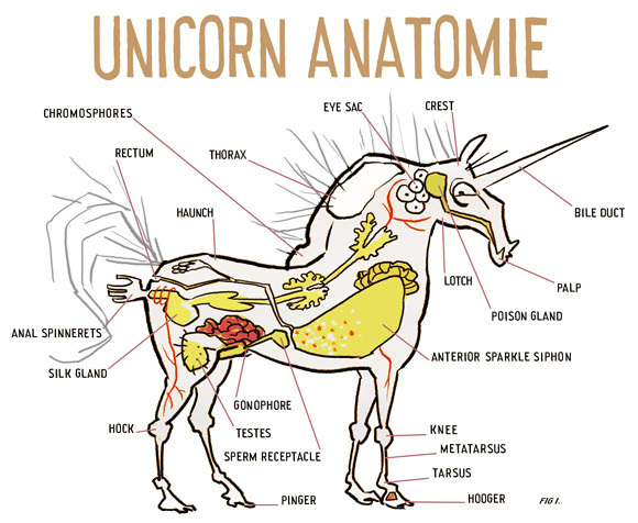 unicorn_anatomy.jpg