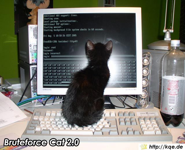 Bruteforce_cat_2.jpg