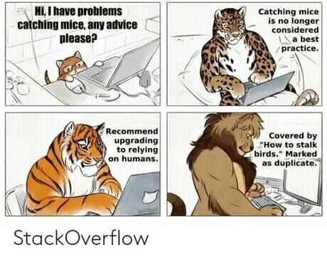 cats_stackoverflow.jpg