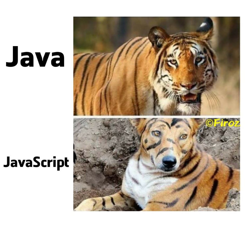 java_vs_javascript_tiger.jpg