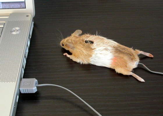 mouse_3.jpg