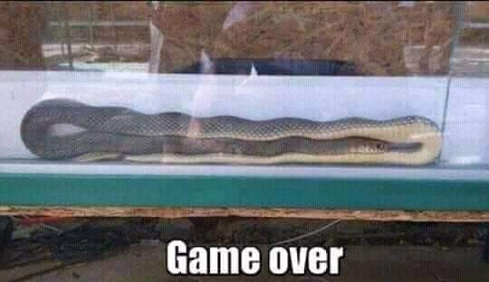snake_game_over.jpg