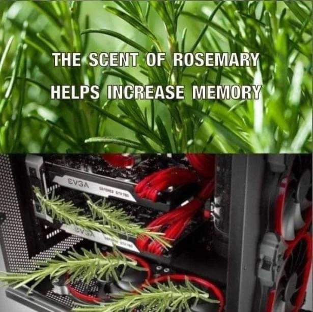 the_scent_of_rosmary.png