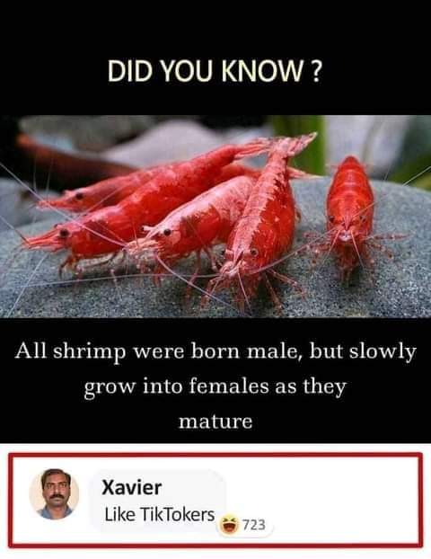shrimps_vs_tiktokers.jpg