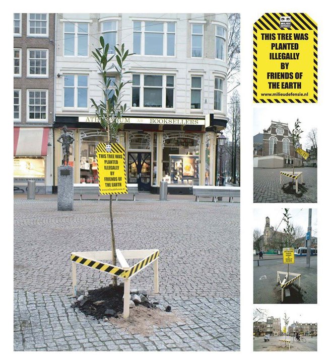 illegally_planted_tree.jpg