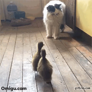 Cat-vs-Ducks.gif
