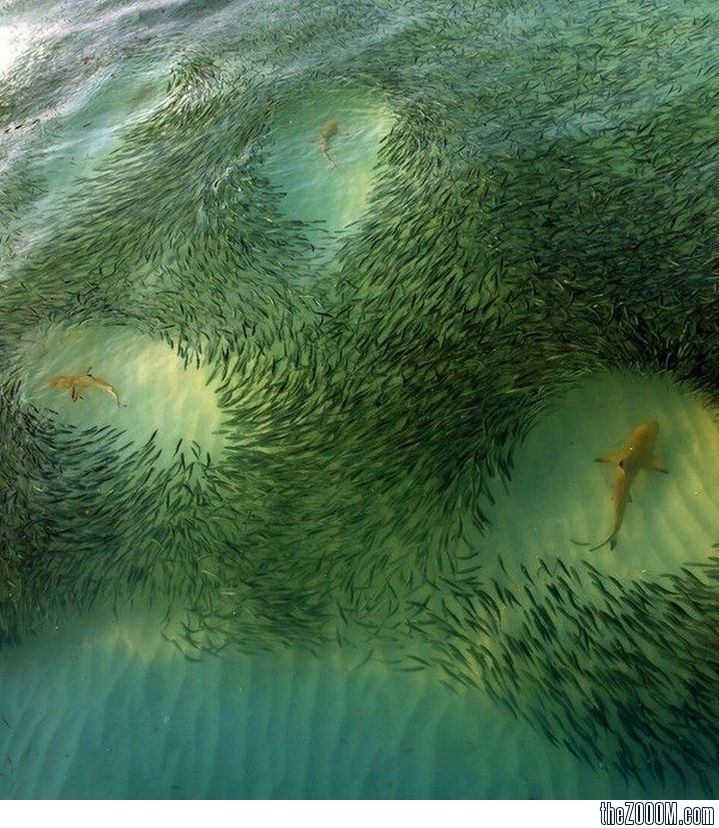 Lots-of-fish-in-the-sea-for-Sharks.jpg