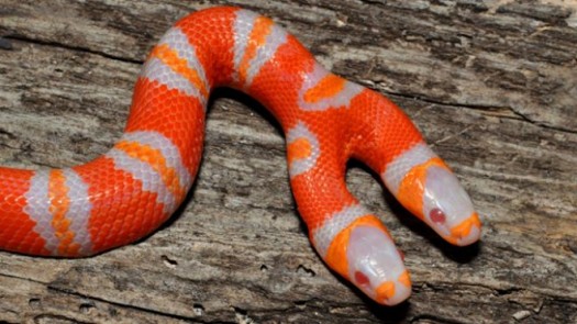 Two-Headed-albino-snake.jpg