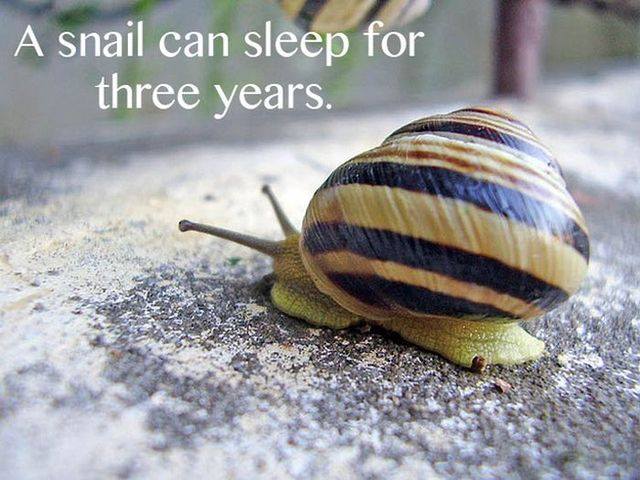a_snail_can_sleep_for_3_years.jpg