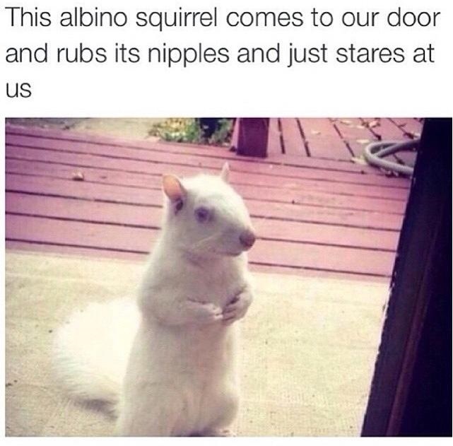 albino_squirrel.jpg