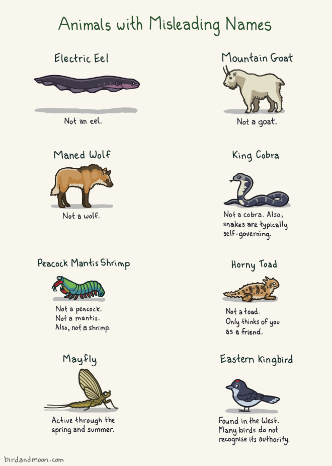 animals_with_misleading_names.png