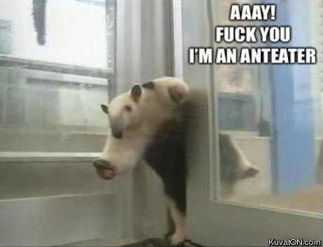 anteater2.jpg