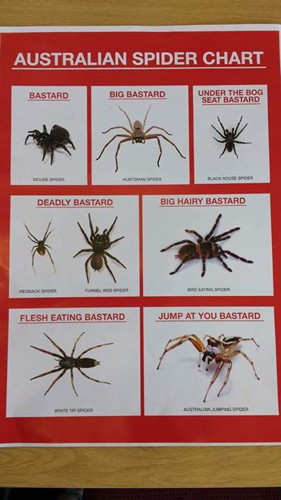 australian_spider_chart.jpg
