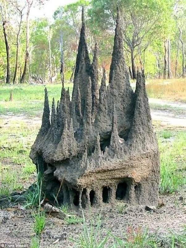 australina_termite_cathedral.jpg