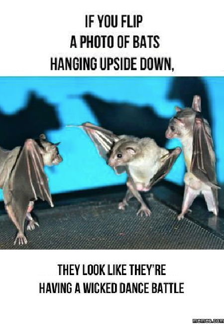 bats_upside_down.png