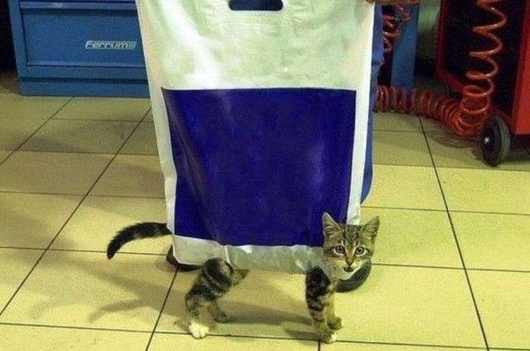 cat_in_the_bag.jpg