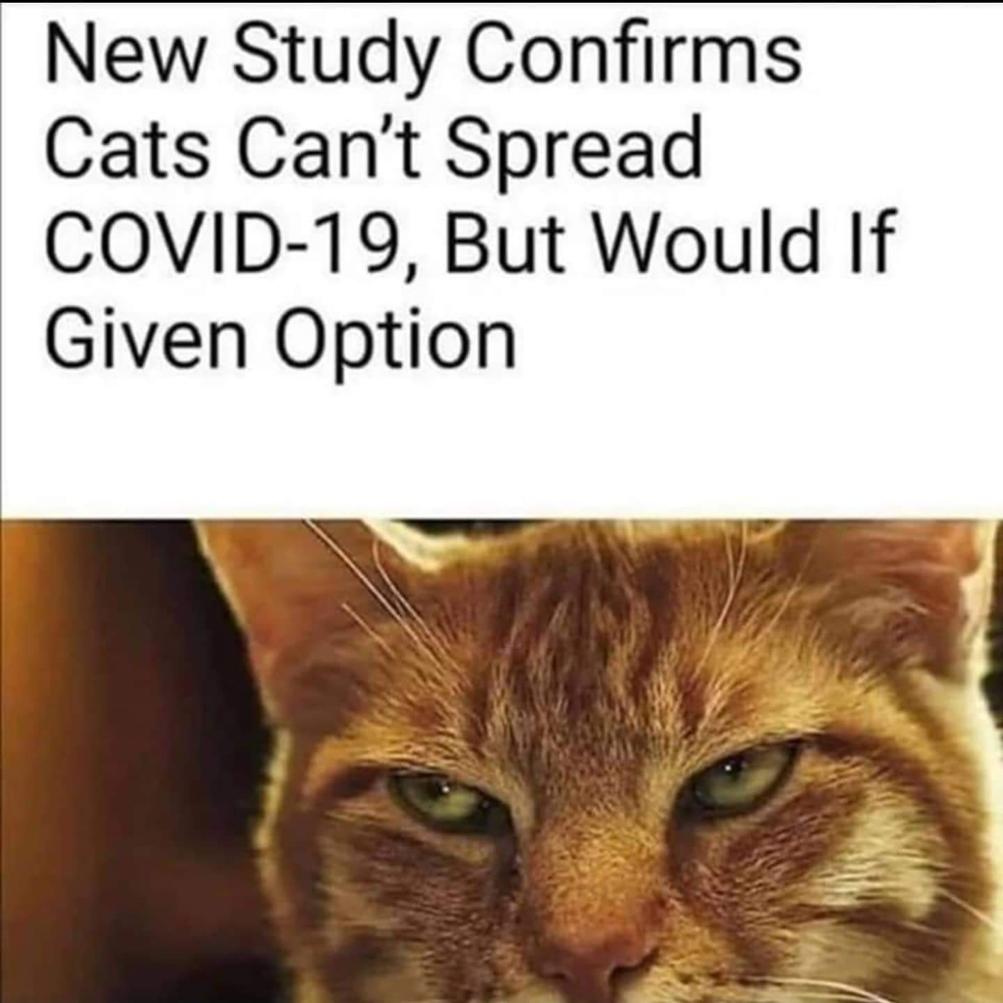 cats_cant_spread_covid.jpg