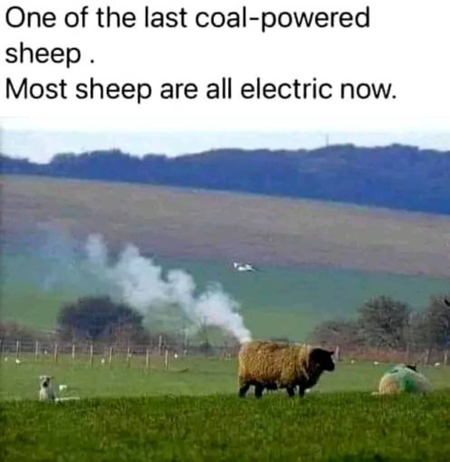 coal-powered_sheep.jpg