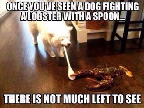 dog_fighting_a_lobster_with_spoon.jpg
