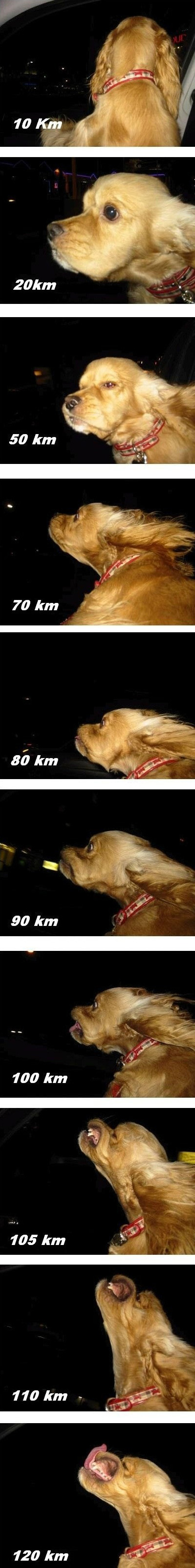 dog_vs_speed.jpg
