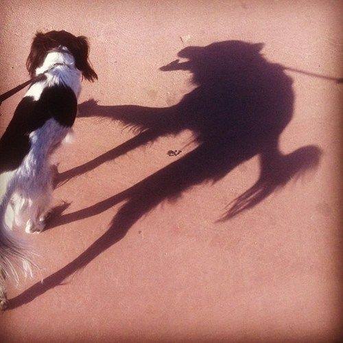 dogs_dark_side.jpg