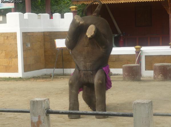 elephant_handstand.jpg