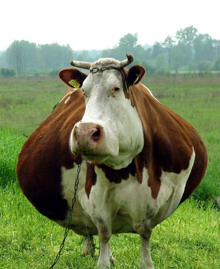 fat_cow.jpg