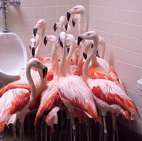 flaminga_u_kenef.jpg