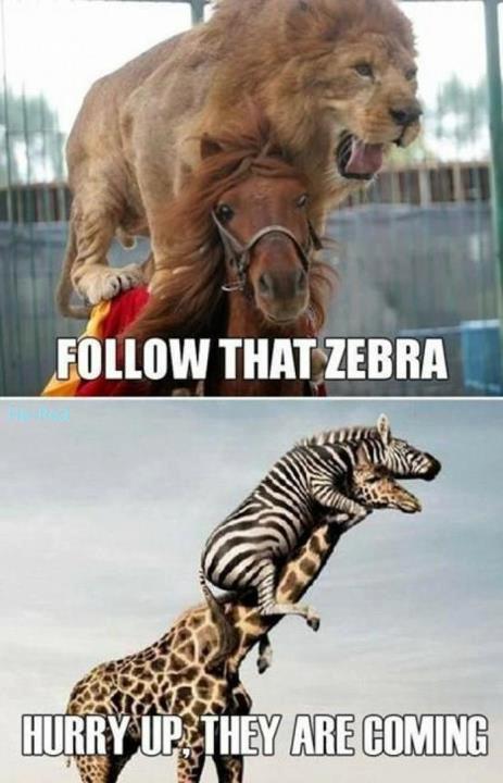 follow_that_zebra.jpg