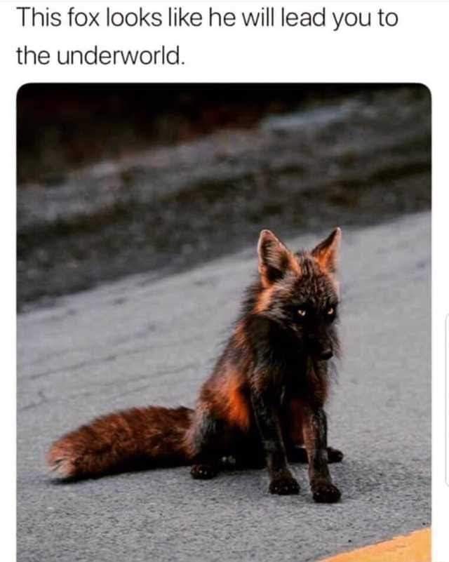 fox_from_hell.jpg