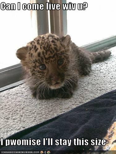 funny-pictures-baby-leopard-wants-to-come-live-with-you.jpg
