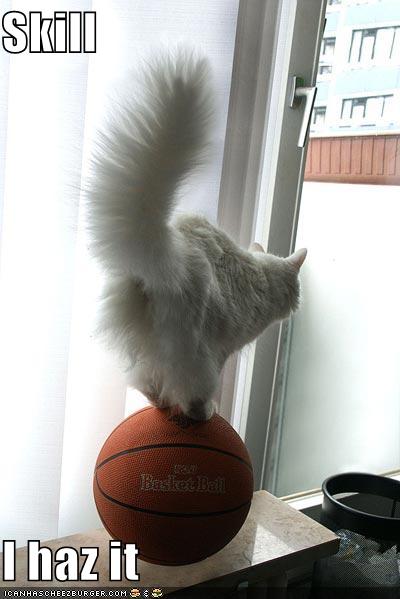 funny-pictures-cat-balances-basketball.jpg