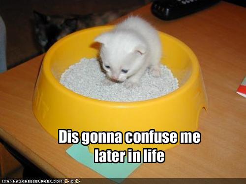 funny-pictures-kitten-is-going-to-be-confused-later-in-life.jpg