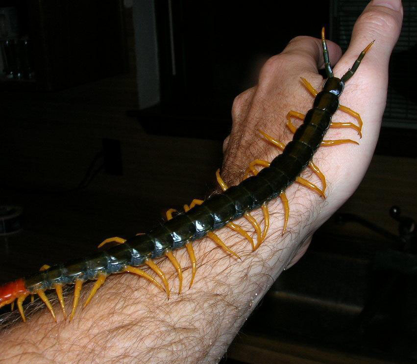 giant_centipede.jpg