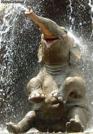 happy_elephant.jpg