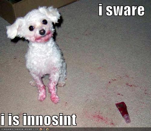 innocent-dog.jpg