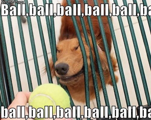ball_dog.jpg