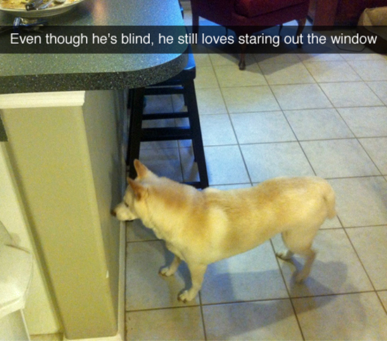 blind_dog.jpg