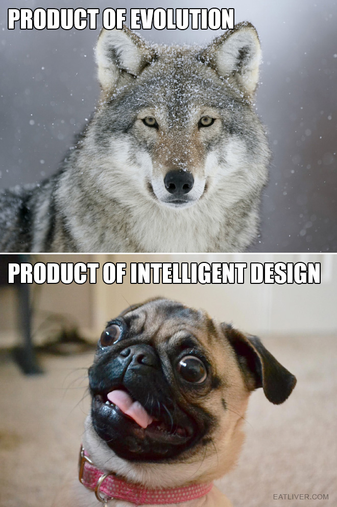 evolution_vs_intelligent_design.jpg