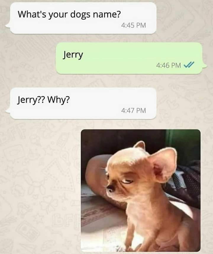 jerry_dog.jpg