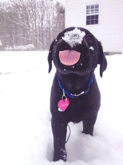 this_dog_loves_snow.jpg