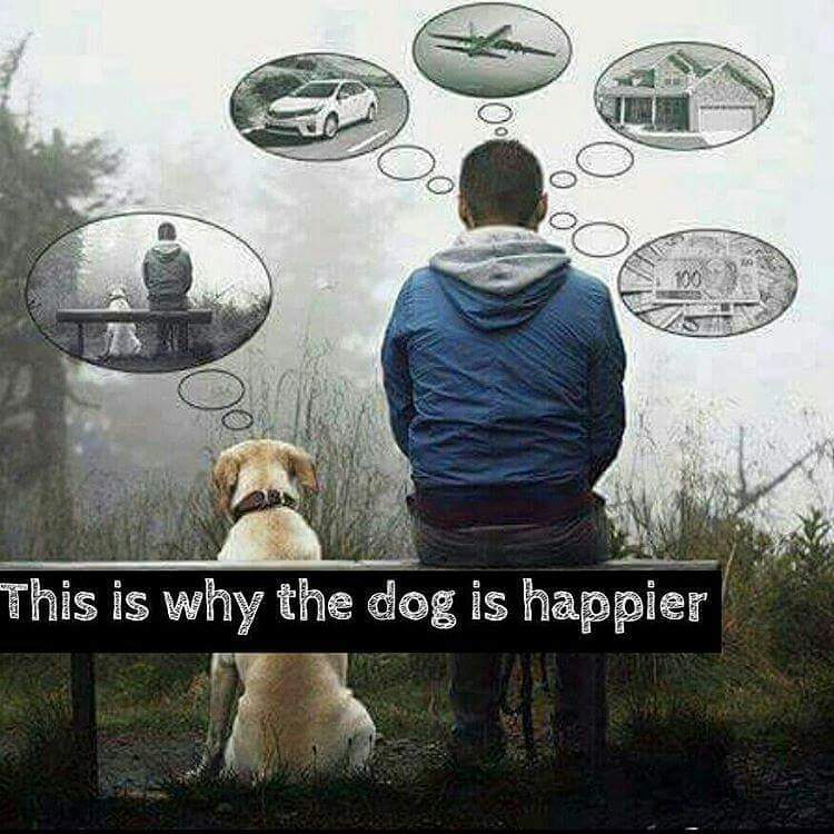 why_the_dog_is_happier.jpg