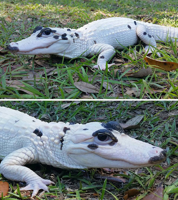 leucistic_alligator.jpg