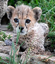 lewa_safari_camp_cheetah_cub.jpg