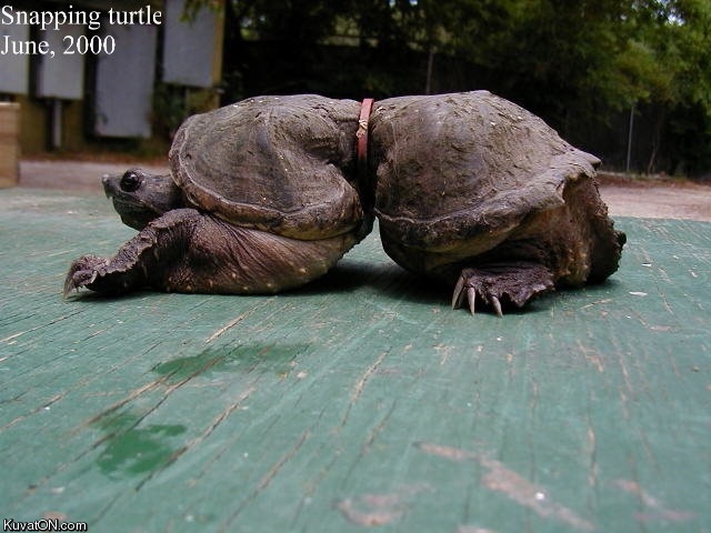 litter_hurts_big_turtle.jpg